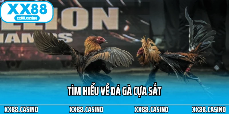 Tìm hiểu về đá gà cựa sắt