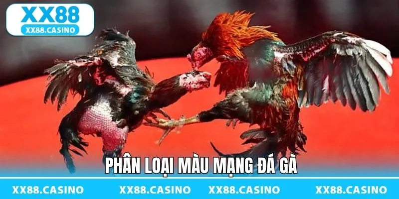 Dựa vào lông để xem màu mạng gà